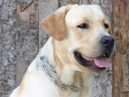 Bruc, esperando una clase de adiestramiento (Collar)